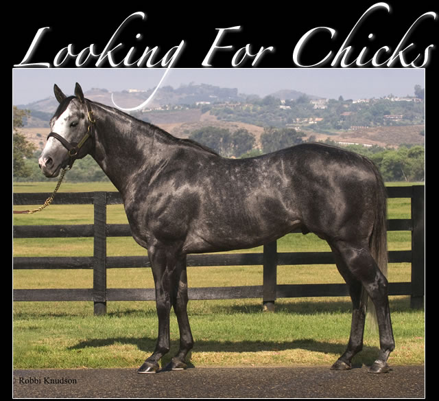 Looking For Chicks
